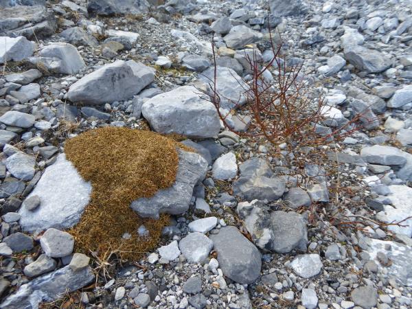 Winter colour, in the wild, Alberta Rockies.