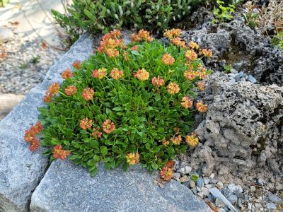 Eriogonum