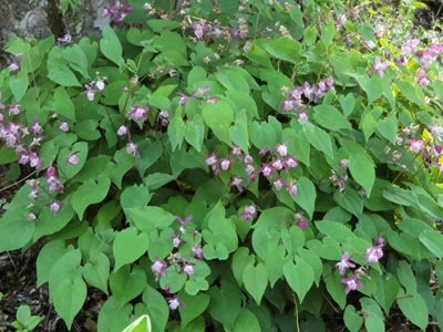 Epimedium