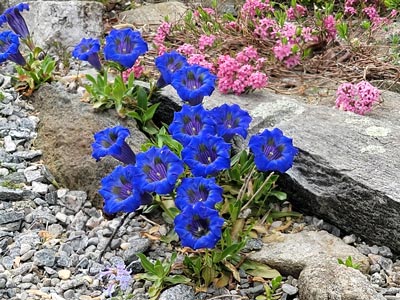 Gentian