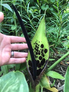 Arum dioscoridis