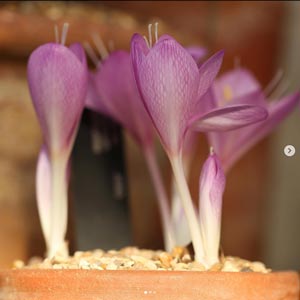 Colchicum-feinbruniae