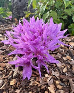 Colchicum agripinum