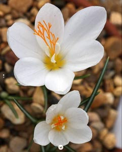 Crocus boryi