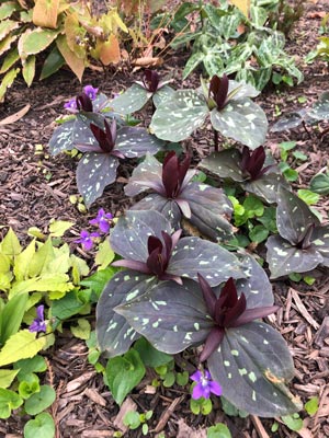 Trillium cuneatum balck