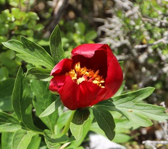 paeonia