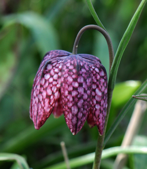 Fritillaria meleagris