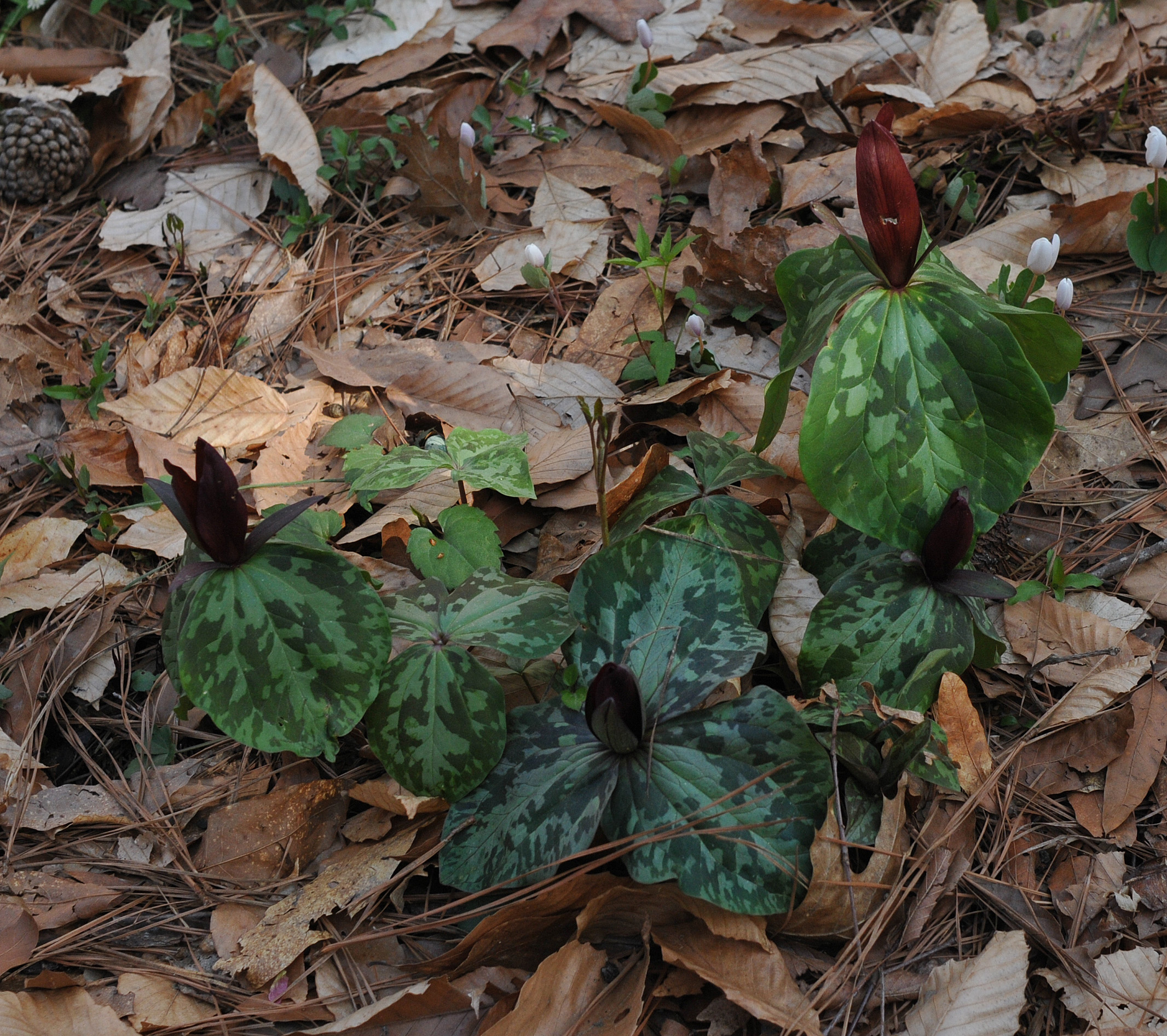 Trillium cuneatum