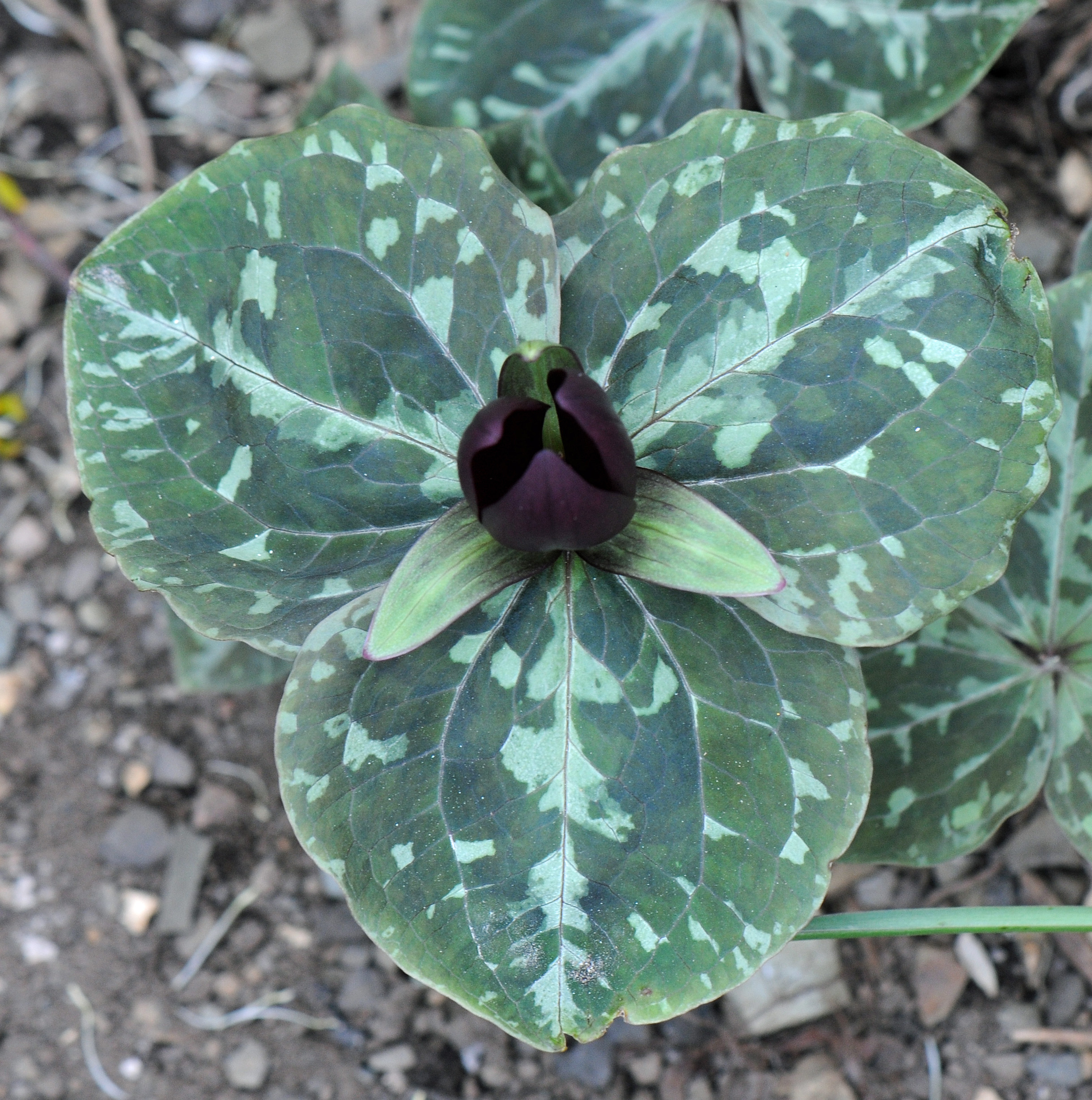 Trillium cuneatum