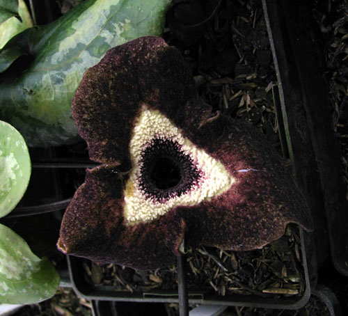 Asarum maximum, photo by Todd Boland