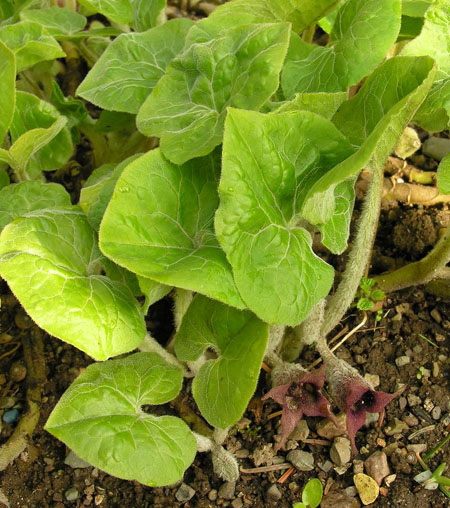 Asarum canadense, photo by Todd Boland