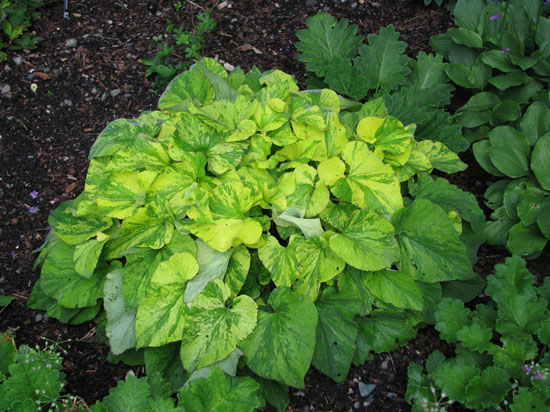 Brunnera macrophyllum 'Gold Strike', photo by Todd Boland