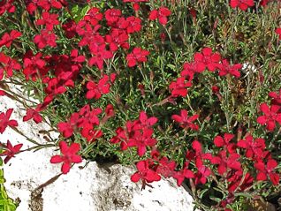 Dianthus deltoides (Maiden Pink)