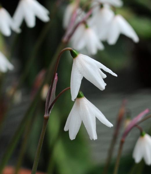 Acis autumnalis