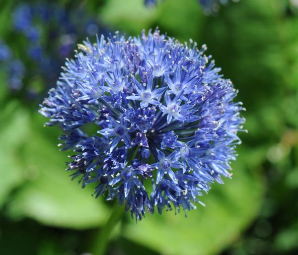 Allium caeruleum