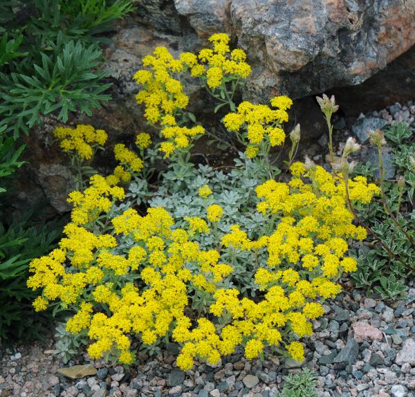 Alyssum pulvinare