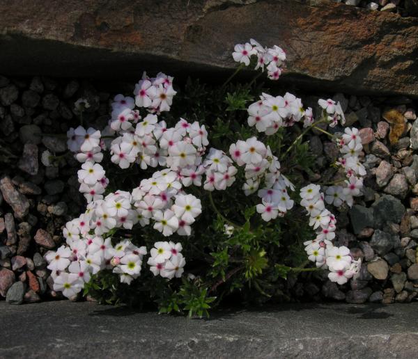 Androsace barbulata