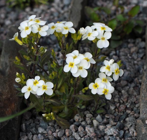 Arabis flaviflora