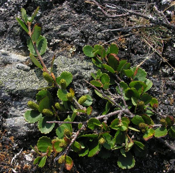 Betula pumila