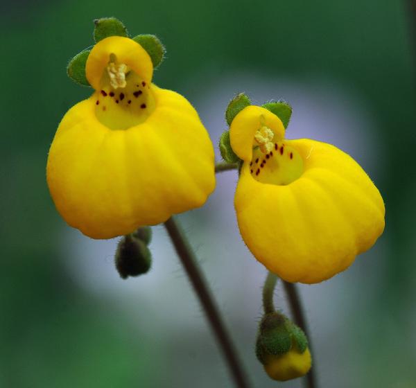 Calceolaria biflora