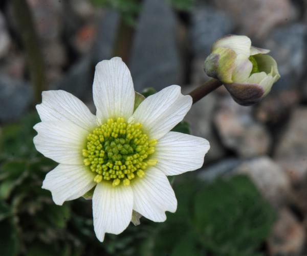 Callianthemum coriandrifolium