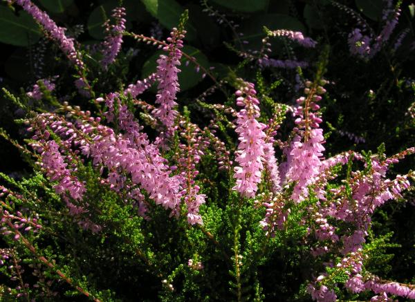 Calluna vulgaris 'Mrs. Ronald Grey'