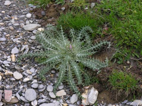 Carduus carlinoides