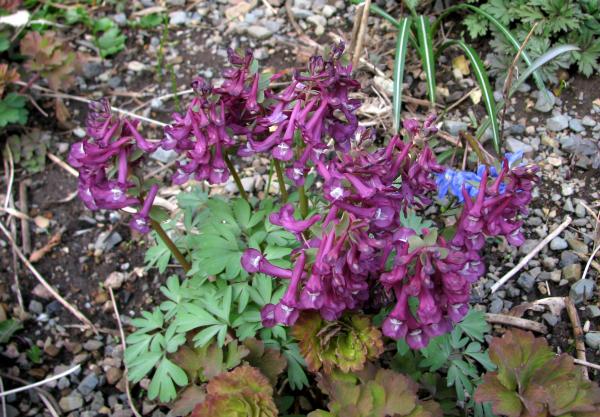 Corydalis solida