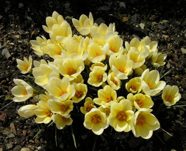 Crocus chrysanthus 'Cream Beauty'