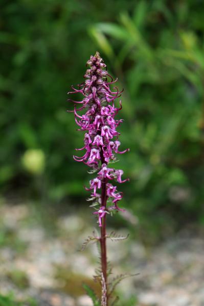 Pedicularis groenlandica