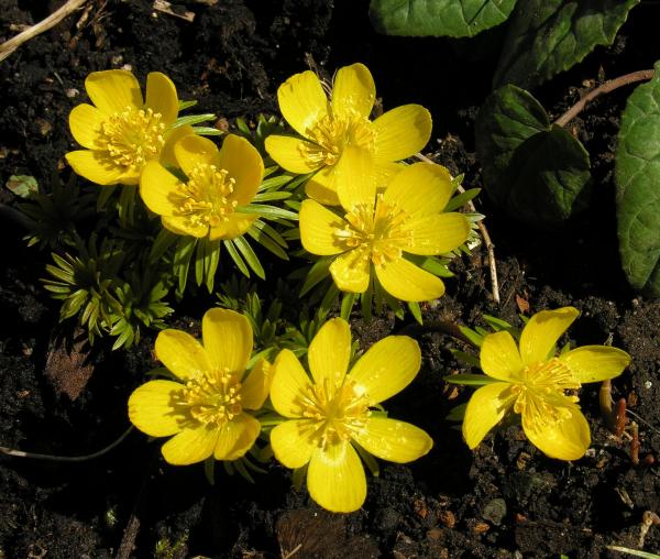 Eranthis hyemalis