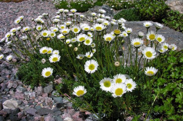 Erigeron compositus