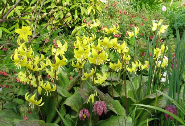 Erythronium 'Pagoda'