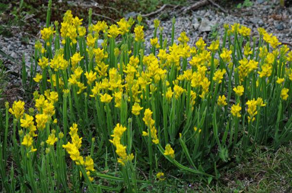 Genista sagitalis