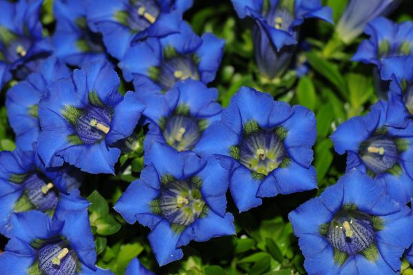 Gentiana acaulis