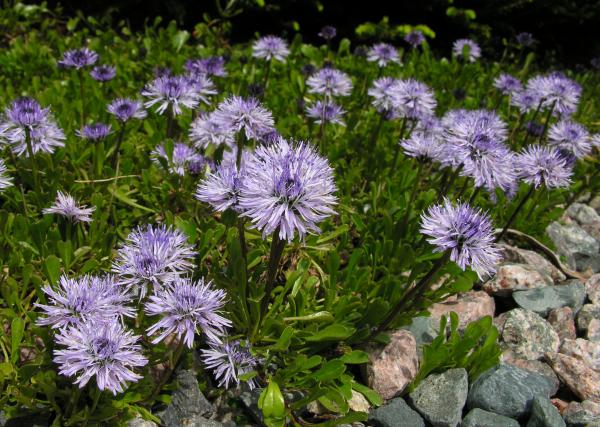 Globularia nudicaulis