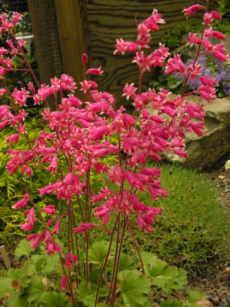 Heuchera 'Canyon Melody'