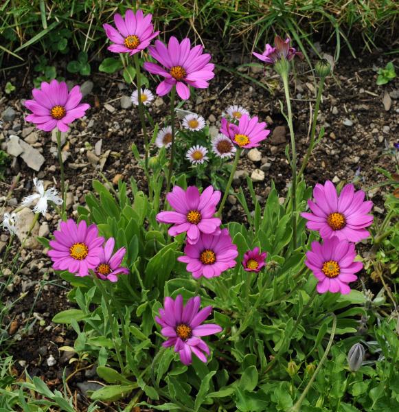 Osteospermum barberiae var. compactum