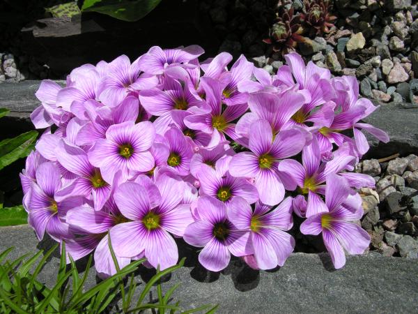 Oxalis 'Ione Hecker'