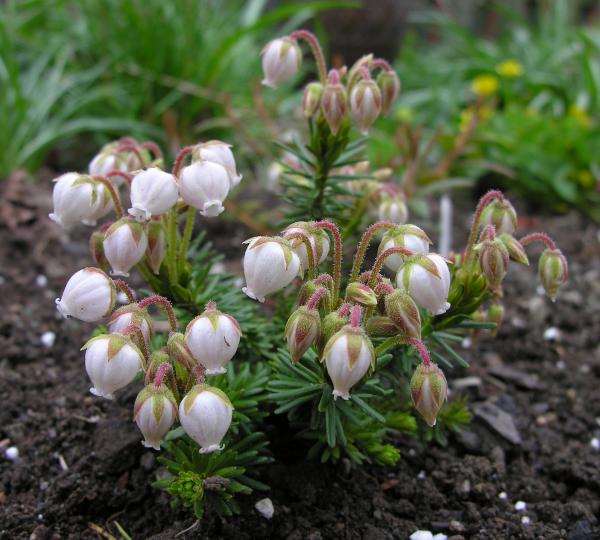 Phyllodoce glanduliflora