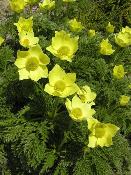 Pulsatilla alpina subsp. apiifolia