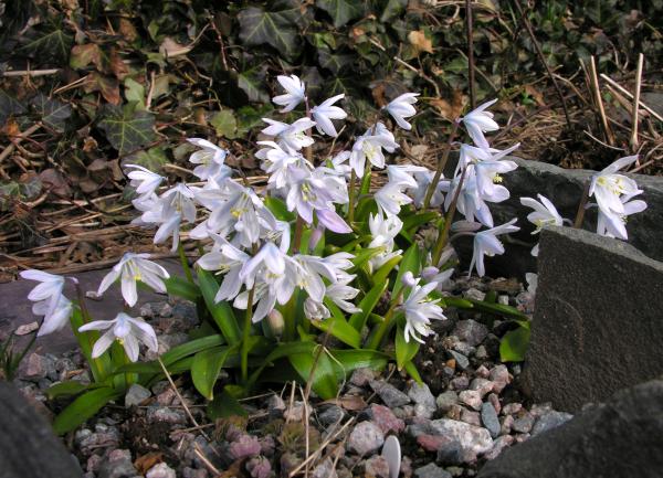 Scilla miczenkoana