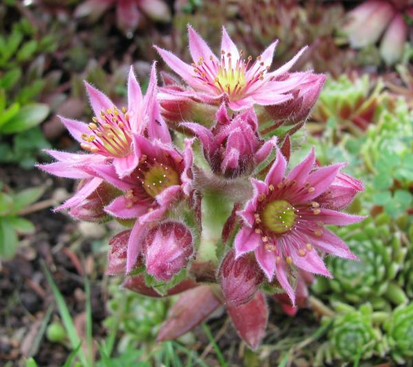 Sempervivum 'Jubilee'