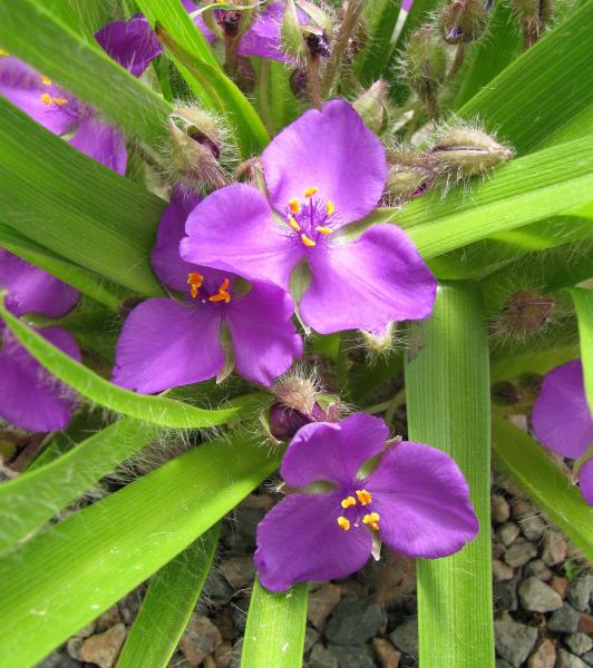 Tradescantia longipes