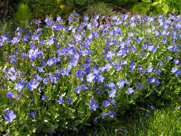 Veronica fruticans