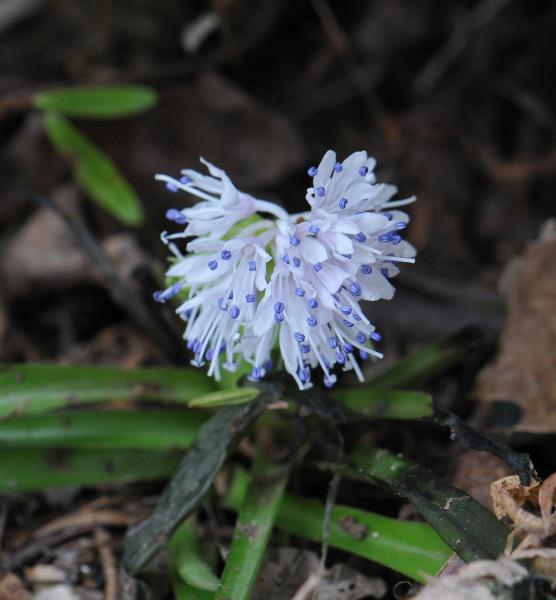 Ypsilandra thibetica