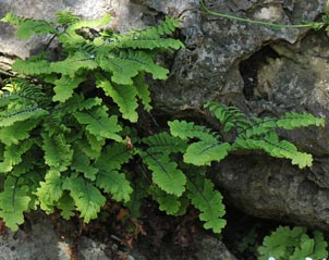 Adiantum-aleuticum-subpumilum_2.jpg