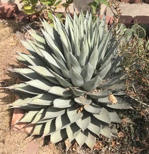 Aloe291x300.jpg