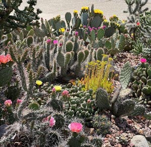 Cactus300x292.jpg