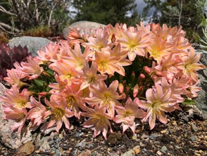 Lewisia300x227.jpg